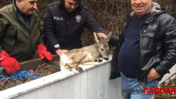 Yaralı yavru karaca tedavi altına alındı