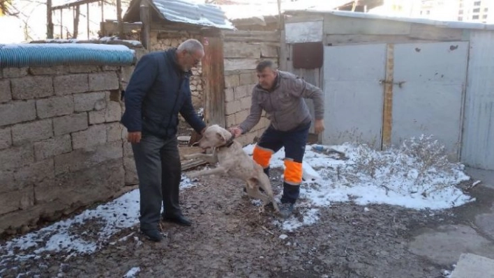 Yasak ırk köpeğini kendi elleri ile teslim etti