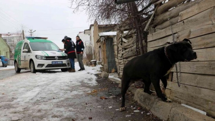 Yasaklı ırk köpek besleyenlere ceza yağdı