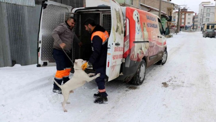 Yasaklı köpeğini gecikmeli olarak teslim etti