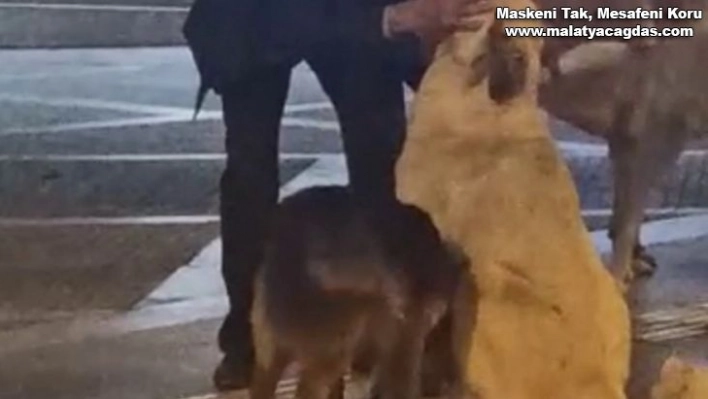 Yaşlı adamın sokak köpeklerine şefkati yürekleri ısıttı