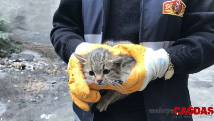 Yavru kedi özgürlüğüne kavuştu