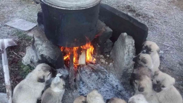 Yavru köpekler ocak ateşinde ısındılar