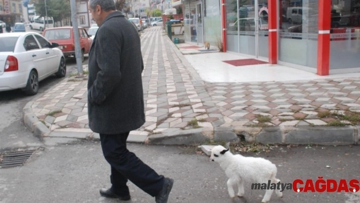 Yavru kuzuya evlerinde bebek gibi bakıyorlar