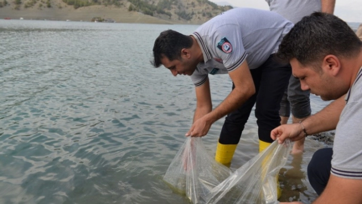 Yavru sazan balıklar su ile buluştu