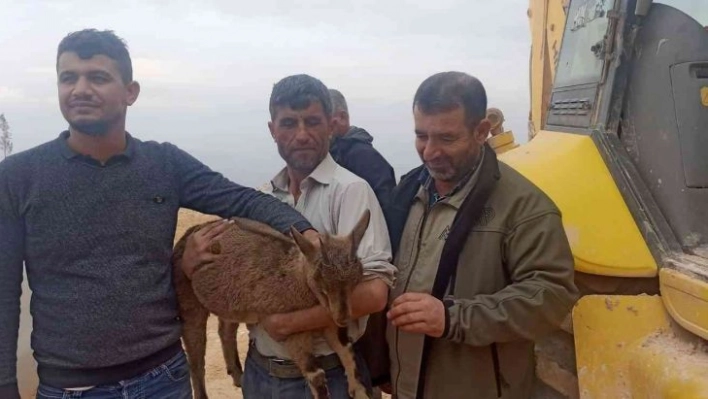 Yavru yaban keçisi tedaviye alındı