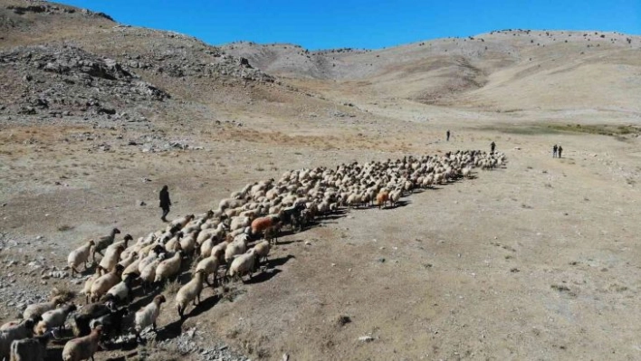 Yaylarda otlayan hayvanların eve dönüş yolculuğu başladı