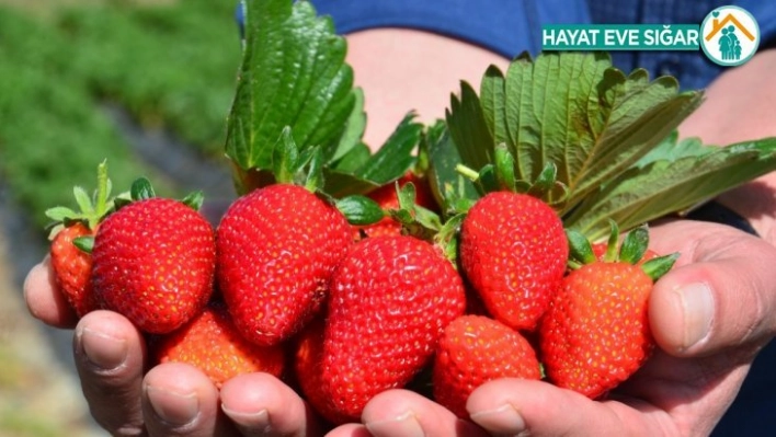 Yediveren çileğinde hasat serüveni başladı