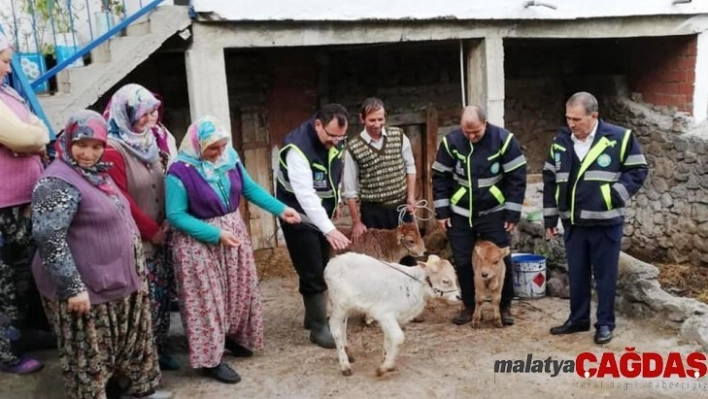 Yerli ırk, vetiver ile iki kat büyüyecek