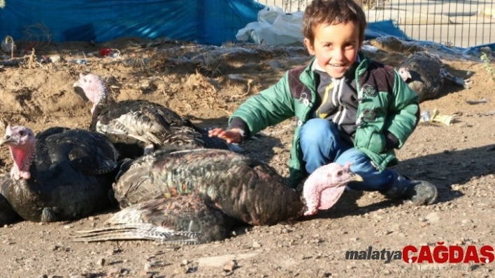 Yılbaşı hindileri el yakıyor