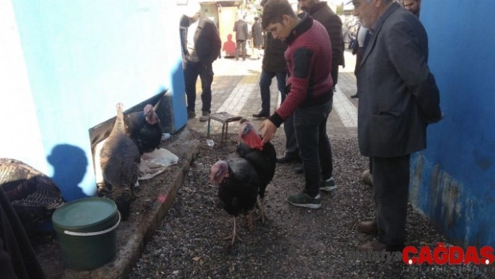 Yılbaşı hindileri pazarda yerini aldı