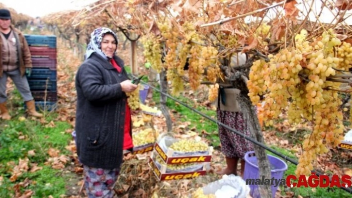 Yılbaşı üzümleri dalından sofralara ulaştırılacak