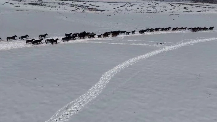 Yılkı atları sürü halinde görüntülendi