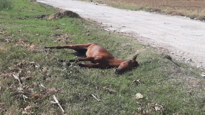 Yol kenarına atılan yaralı at dakikalarca can çekişti