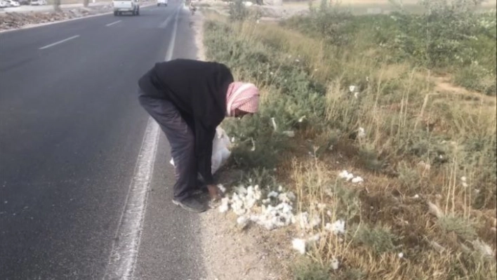 Yola saçılan pamuklar geçim kaynağı oldu