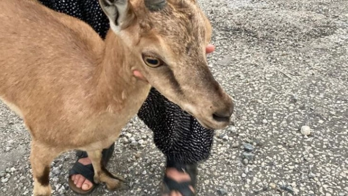 Yolunu şaşıran dağ keçisini köylüler buldu