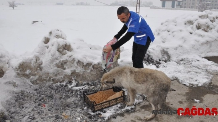 Yüksekova'da sokak hayvanları için yiyecek bırakıldı