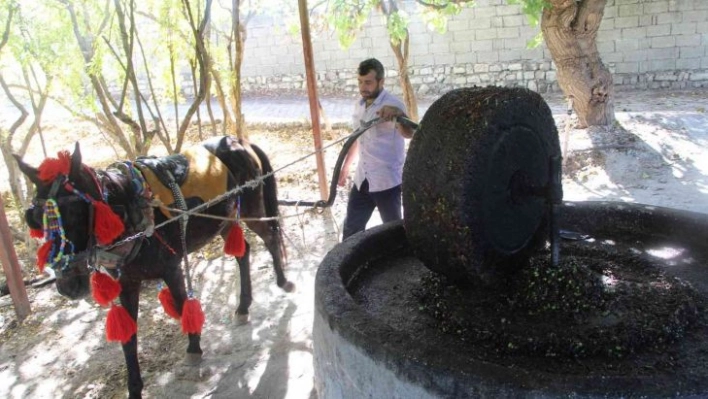 Yüzlerce yıllık gelenek ile zeytinyağı üretiyorlar