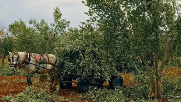 Zeytin dalları fırınlar ile sobalarda yakalıyor