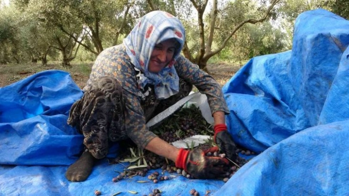 Zeytinin sofralara uzanan lezzet yolculuğu başladı