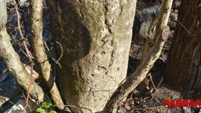 Zonguldak'ta Roma dönemine ait sütunlar ele geçirildi