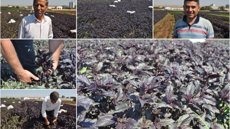 Çiftçiler: Türkiye'nin en iyi ve kaliteli mor reyhanı Batman'da yetişiyor