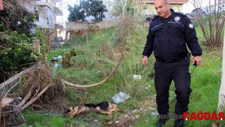 'İnsanlara zarar verse daha mı iyi olacak' deyip, köpeği bıçaklayarak öldürdü
