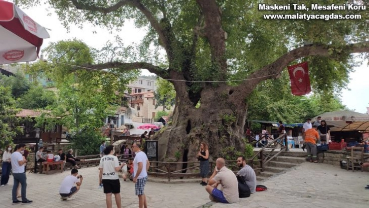 'Musa Ağacı'na ziyaretçi akını