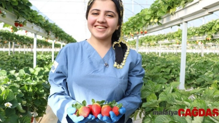 'Sabrina' kış çileği, 12 TL'den alıcı bulacak