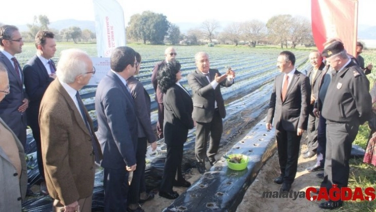 'Vali Hanım' çileğinden yıllık 20 milyon gelir