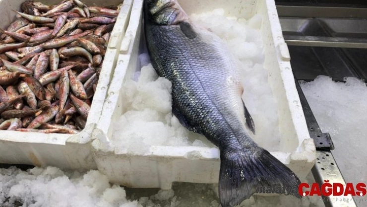 5 kiloluk levrek, 500 liradan satılıyor