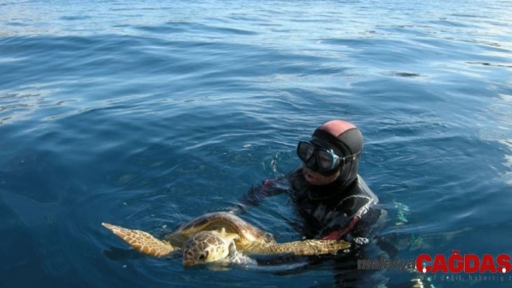 9 yıl önce kurtarılan kaplumbağa bu kez başaramadı