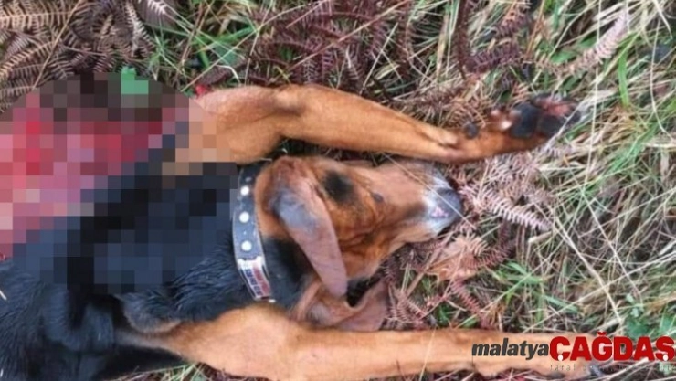 Aç kalan kurtlar, av köpeğini telef etti