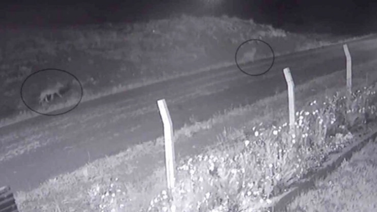 Aç kalan kurtlar köye indi, o anlar kameraya yansıdı