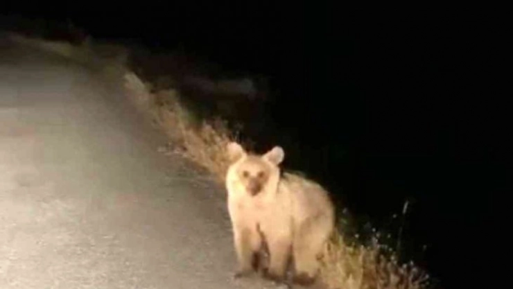 Aç kalan yavru ayı köye indi