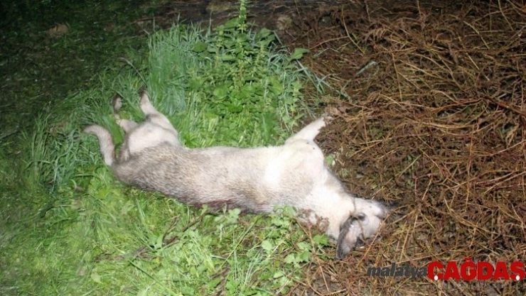 Adana'da köpek vahşeti
