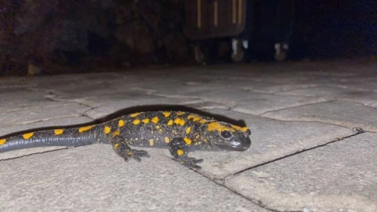 Adana'da nesli tükenmekte olan 'semender' bulundu