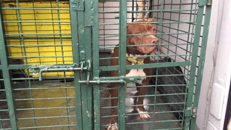 Adana'da sokağa atılan Pitbull barınağa götürüldü