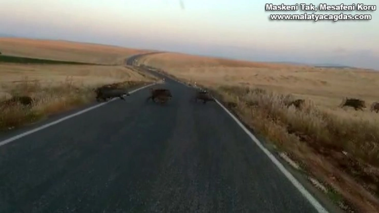 Adıyaman'da onlarca yaban domuzu görüntülendi