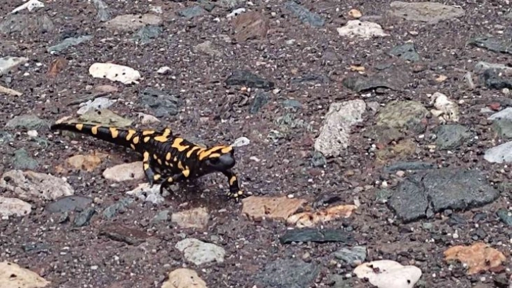 Adıyaman'da sarı benekli semender görüldü