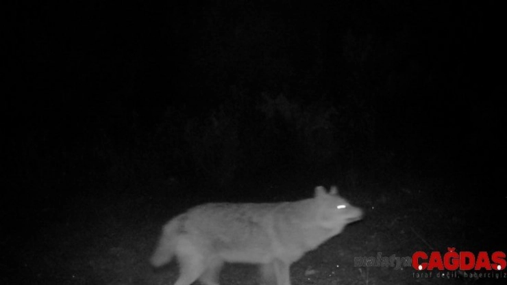 Afyonkarahisar'da fotokapana yansıyan yaban hayatı