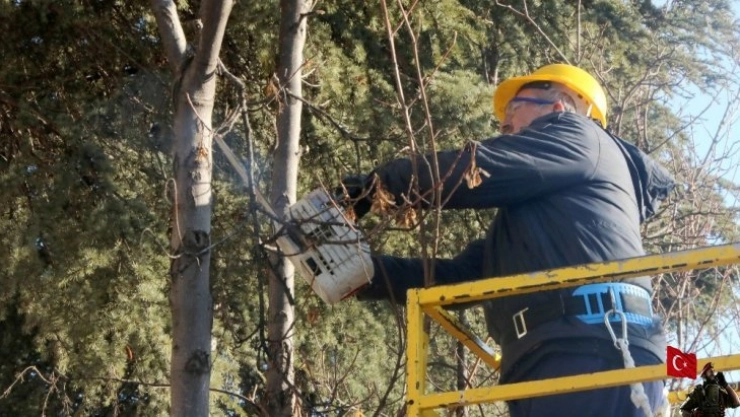 Ağaçlar bahara budanarak hazırlanıyor