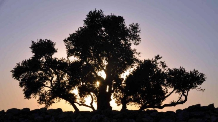 Ağaçların Göbeklitepesi 2 bin yıldır zamana meydan okuyor