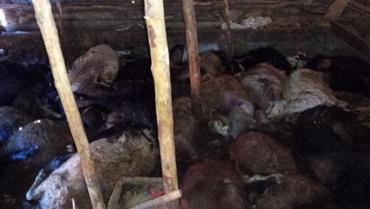 Ağıla yıldırım düştü: 45 küçükbaş hayvan telef oldu