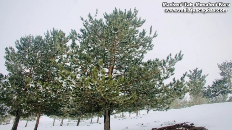 Ağrı'da kar altında kalan ağaçlar göz kamaştırdı