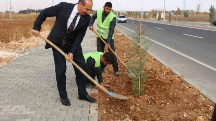 Akçakale'de yeşil atağı sürüyor