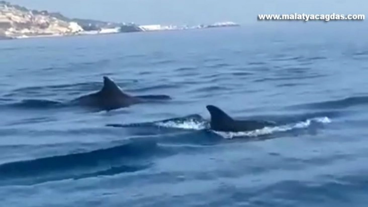 Akdeniz'de yunusların görsel şöleni