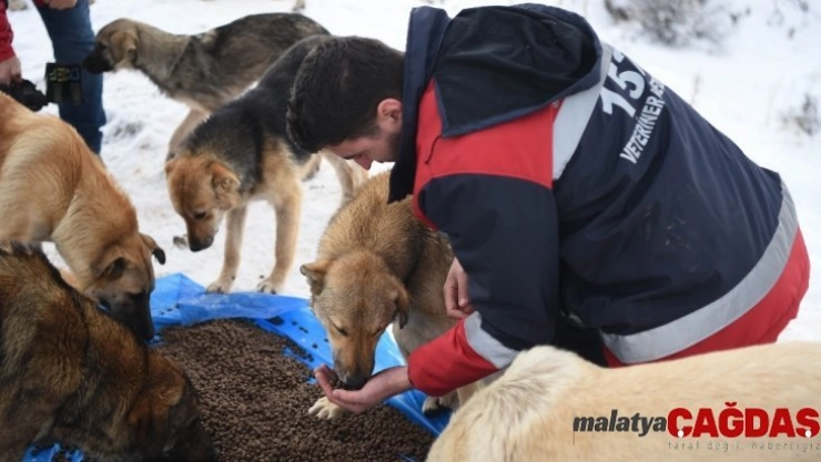 Ankara Büyükşehir Belediyesi sokak hayvanları için ilk kez hizmet içi eğitim çalışması başlattı
