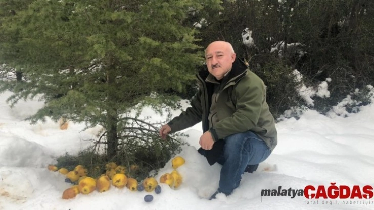 Antalya'da yaban hayatı kış yemlemesi