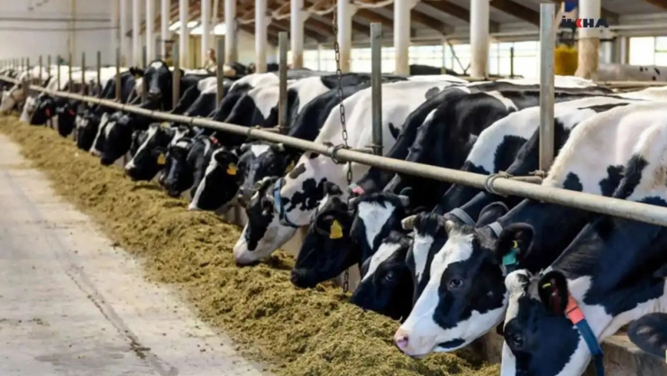 Şap hastalığı nedeniyle 81 il genelinde tüm hayvan pazarları kapatıldı